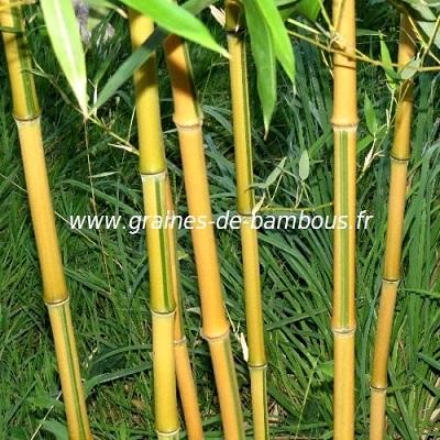 Bambou phyllostachys spectabilis graines seeds