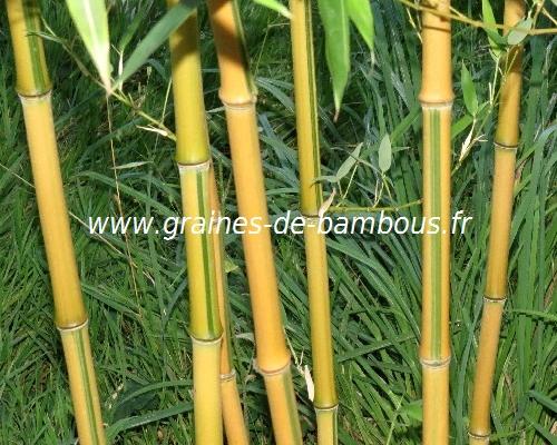 Bambou phyllostachys spectabilis graines