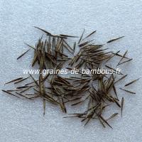 Bambou phyllostachys sulphurea viridis graines seeds