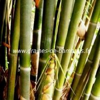 Bambou schizostachyum funghomii
