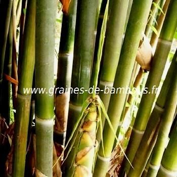Bambou schizostachyum funghomii