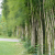 Bambou siamensis graines de bambous fr