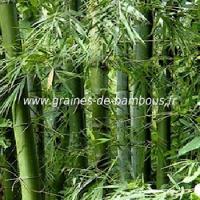 Bambou tulda