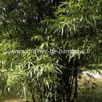 Bambou tuldoides feuilles