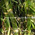 Bambusa tuldoides réf.344