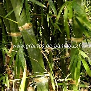 Bambou tuldoides