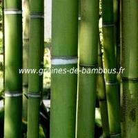 Bambou viridis sulphurea