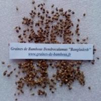 Bambou dendrocalamus bangladesh 20 graines 