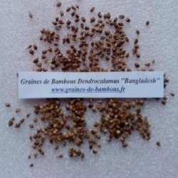 Bambou dendrocalamus bangladesh 50 graines 