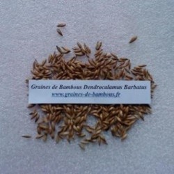Bambou dendrocalamus barbatus 20 graines