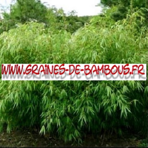 Bambou