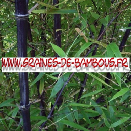 Bambou
