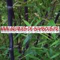 Bambous Fargésia sp.''Albocerea black'' 500 graines