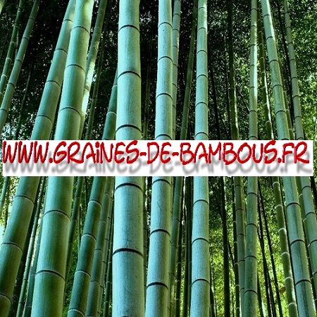 Bambou geant moso pubescens 10000 graines www graines de bambous fr