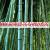 Bambou geant moso pubescens 2000 graines www graines de bambous fr