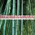 Bambou geant moso pubescens 40000 graines www graines de bambous fr