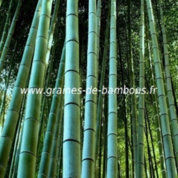 edulis Phyllostachys Pubescens 30 Graines de Bambou Géant MOSO 