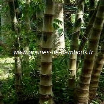 bambous-dendrocalamus-asper-www-graines-de-bambous-fr.jpg