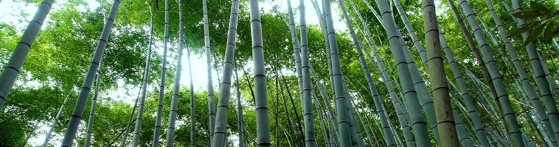 Bambous en gros