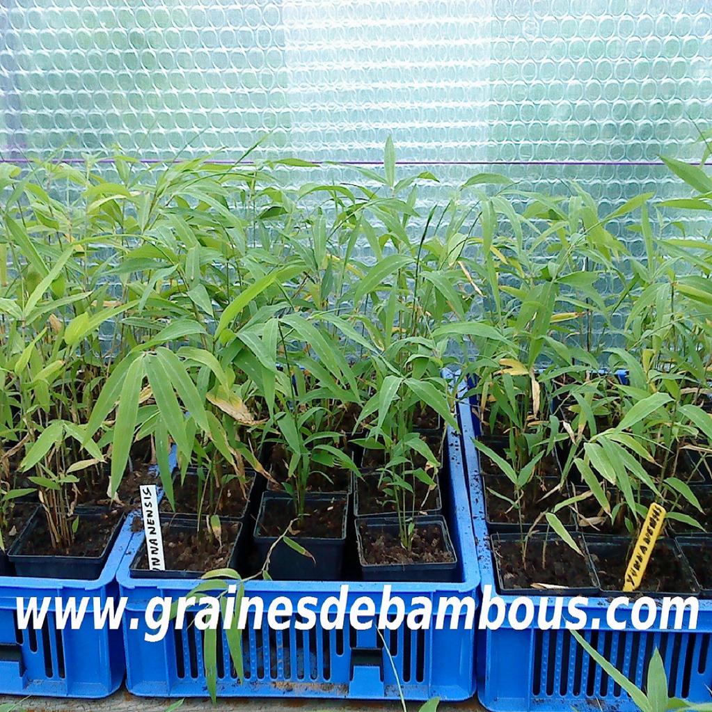 bambous-fargesias-yunnanensis.jpg