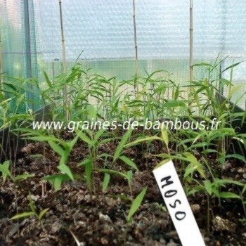 Bambous