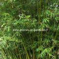 bambusa-arundinacea-www-graines-de-bambous-fr.jpg