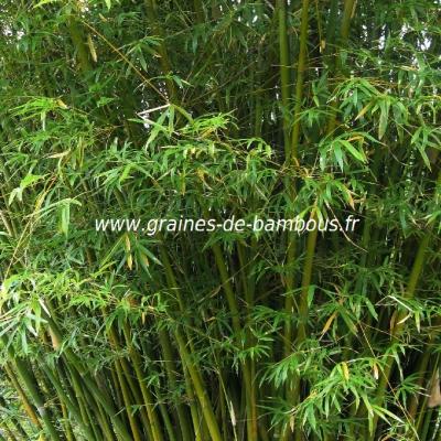bambusa-arundinacea-www-graines-de-bambous-fr.jpg