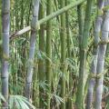 Bambusa longinternode
