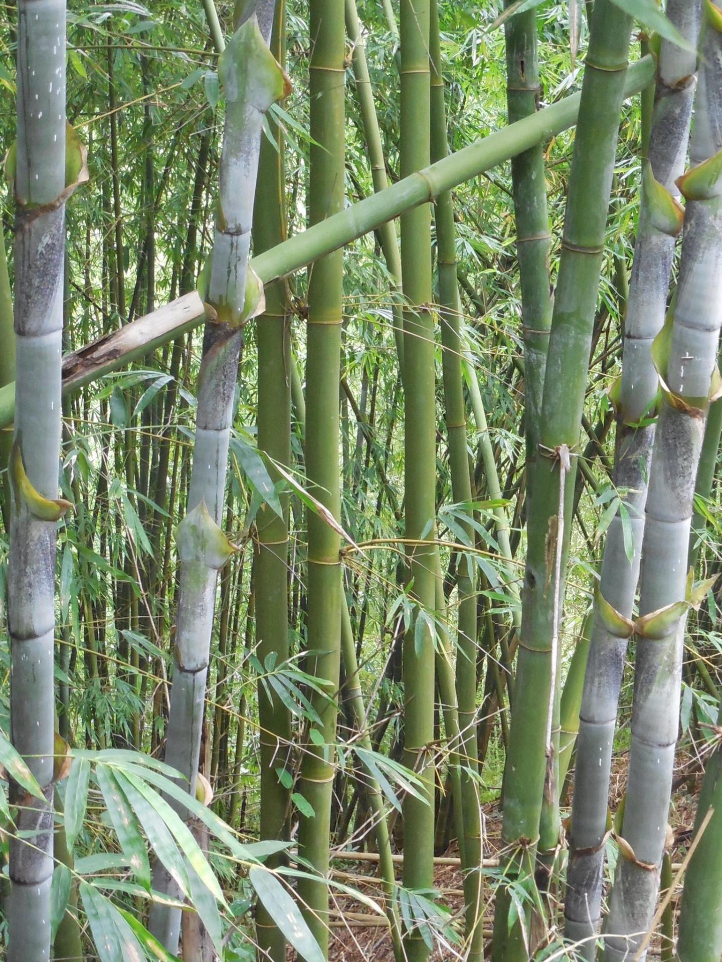 Bambusa longinternode