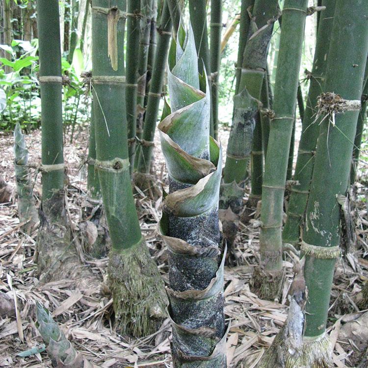 Dendrocalamus Giganteus: Un Bambou Géant Non Traçant ! - Bambou en