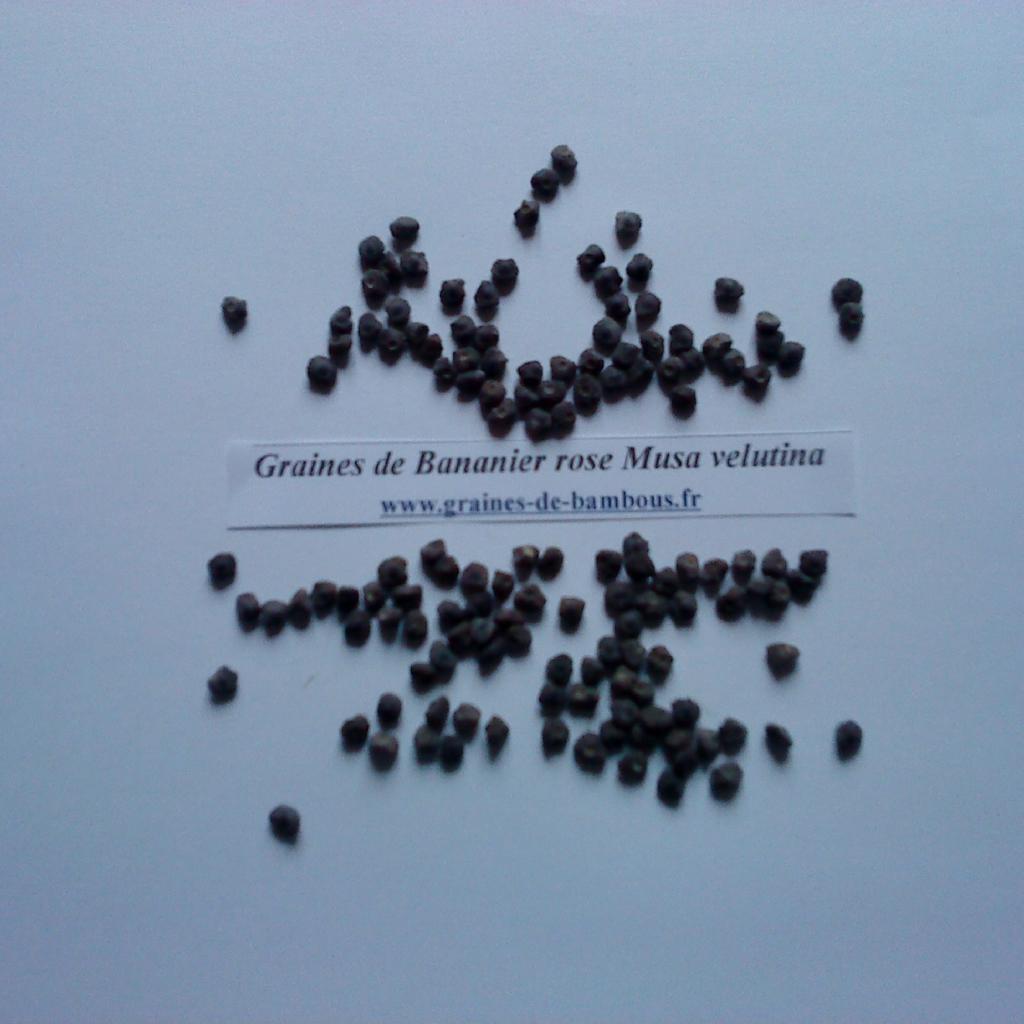 bananier-musa-velutina-rose-graines-www-graines-de-bambous-fr.jpg