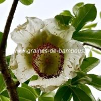 Baobab adansonia digitata fleur