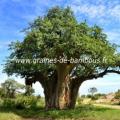 Baobab adansonia digitata graines