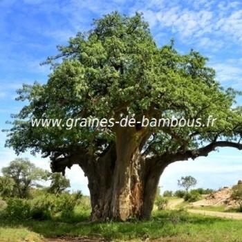 Baobab adansonia digitata graines