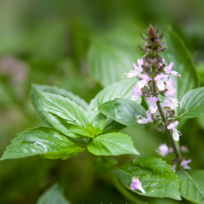 Basilic cannelle www graines de bambous fr