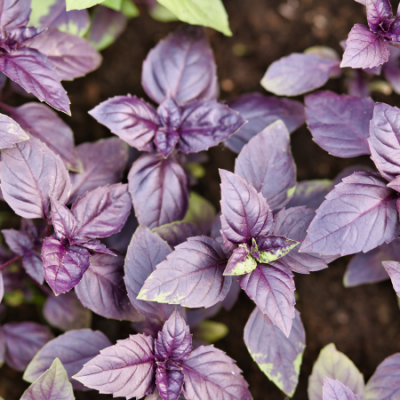 Basilic dark opal www graines de bambous fr