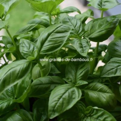 Basilic genovese