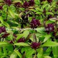 Basilic thai graines seeds samen ocimum basilicum graines de bambous fr