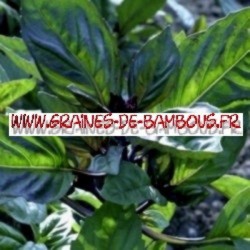 Basilic cannelle ocimum basilicum 3000 graines