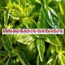 Basilic citron ocimum basilicum 3000 graines