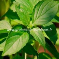 Basilic citron ocimum basilicum graines de bambous fr