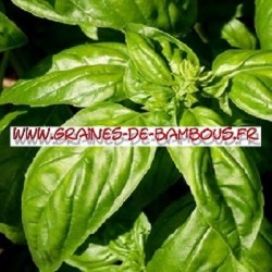 Basilic
