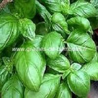 Basilic