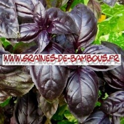 Basilic rouge dark opal graines de bambous fr