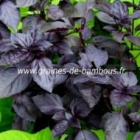 Basilic rouge ocimum basilicum graines de bambous fr