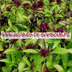 Basilic thai 3000 graines www graines de bambous fr