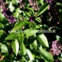 Basilic thai ocimum basilicum graines de bambous fr