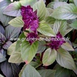 Basilic thai www graines de bambous fr