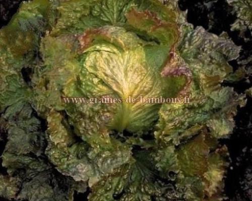 Batavia rouge grenobloise