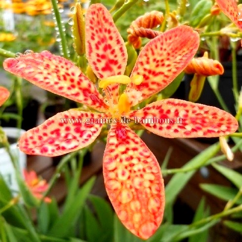 Belamcanda chinensis iris tigre